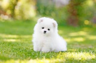 Cute dog